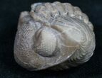 Wide Ohio Eldredgeops Trilobite - Silica Shale #10520-2